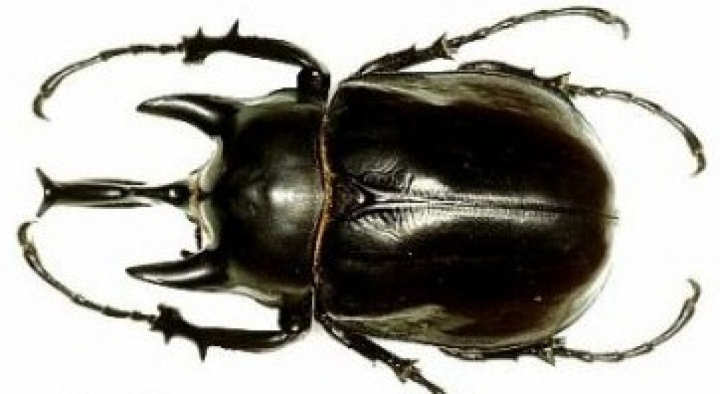 Nashornkäfer ( Megasoma actaeon ) Nur 6 sück abzugenben L1-L2 Preis stück 19,90€ - Insekten - Korneuburg