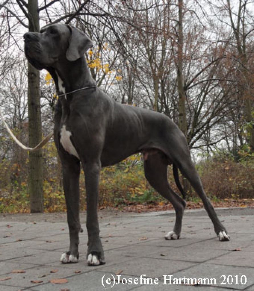 X - MEN vom Mephisto - Hunde - Ahrensfelde