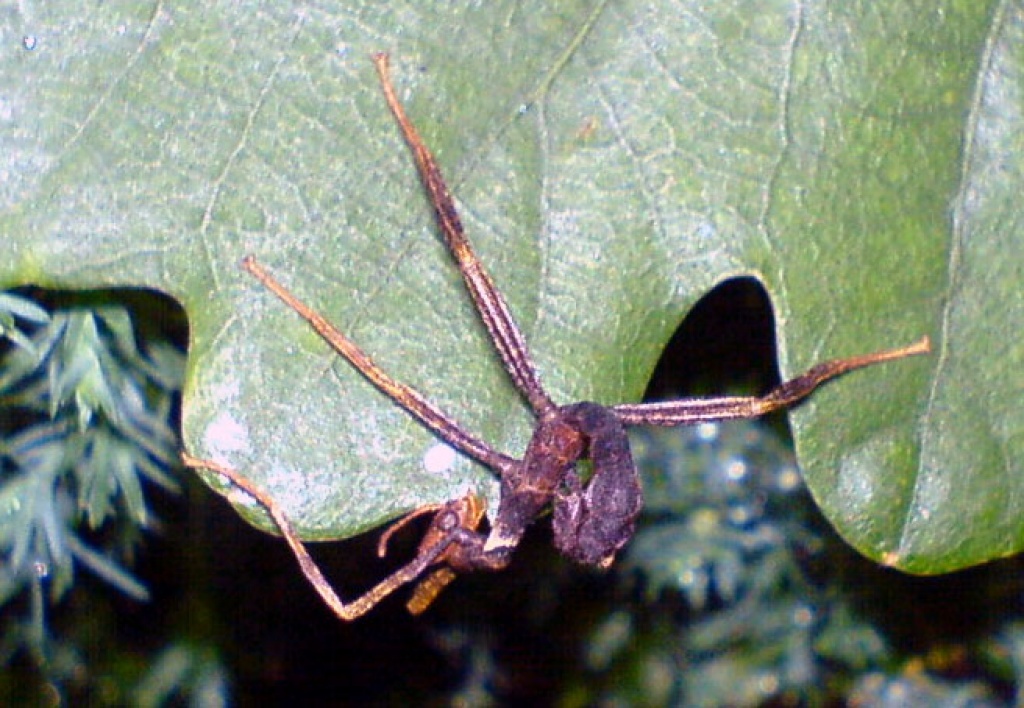 Extatosoma tiaratum (L1-L3) zu verkaufen - Insekten - Siegen