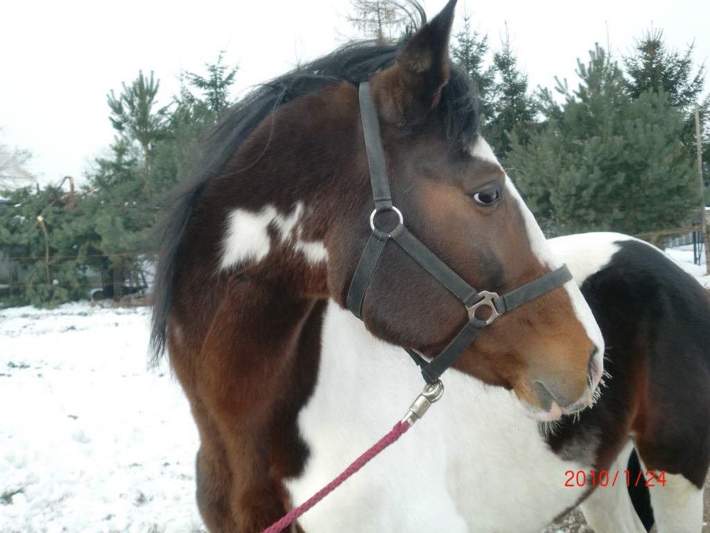 Deckhengst Siegfried - Pferde - Schönborn