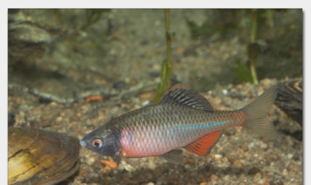 Silberkarpfen-Graskarpfen-Algenfresser / Fa.Fördefisch  günstig zu verkaufen - Fische - Flensburg