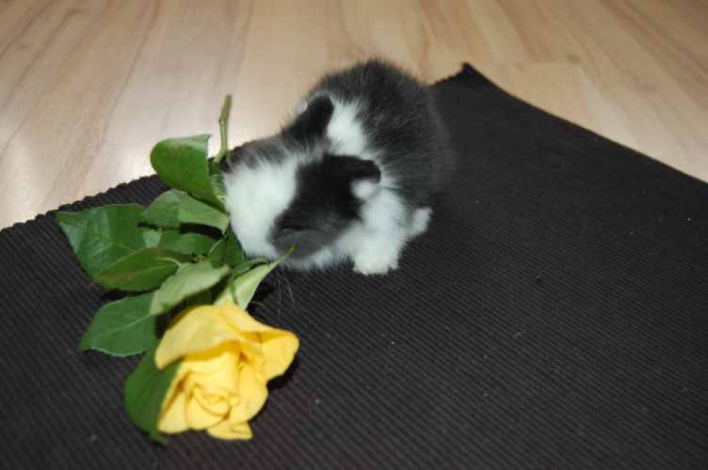 Zwei süße kleinbleibende Teddyzwerge - Nagetiere - Eppingen