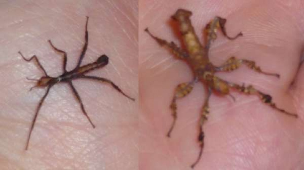 Gespenstschrecke (Australische) - Extatosoma tiaratum abzugeben - Insekten - Lörzweiler