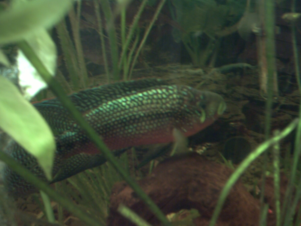 Biete günstig 4 Achtbinden-Buntbarsch (Cichlasoma octofasciatum ) - Fische - Kreuztal