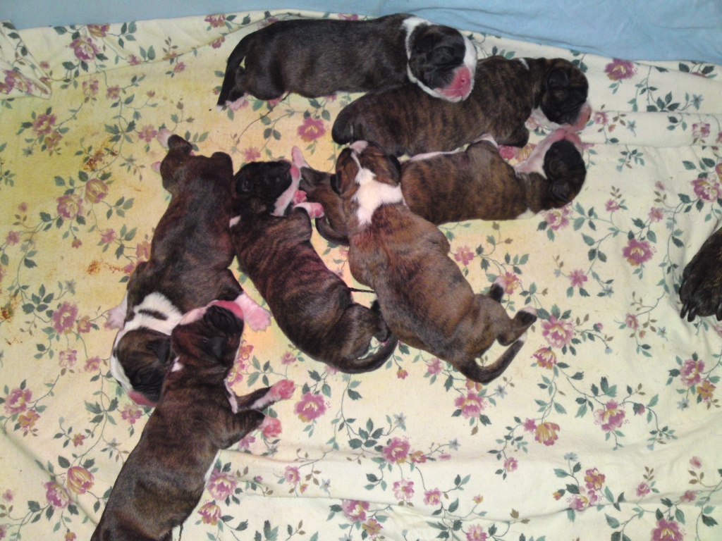 7 kleine süße Boxerwelpen-Damen suchen ein neues Zuhause!! - Hunde - Rastatt