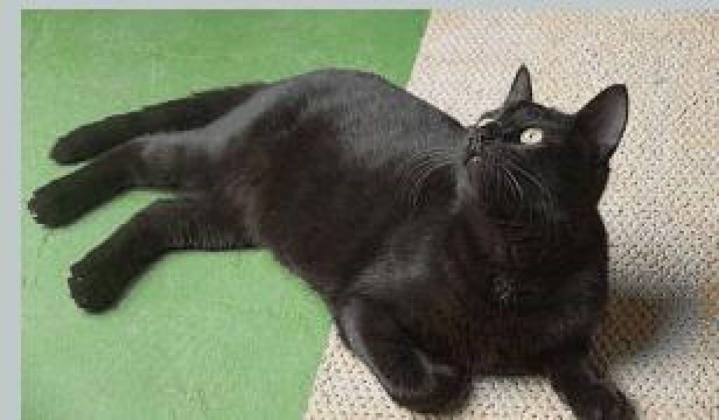 Flugpate von Alicante nach Düsseldorf, Köln, Dortmund gesucht - Flugpaten - Willich