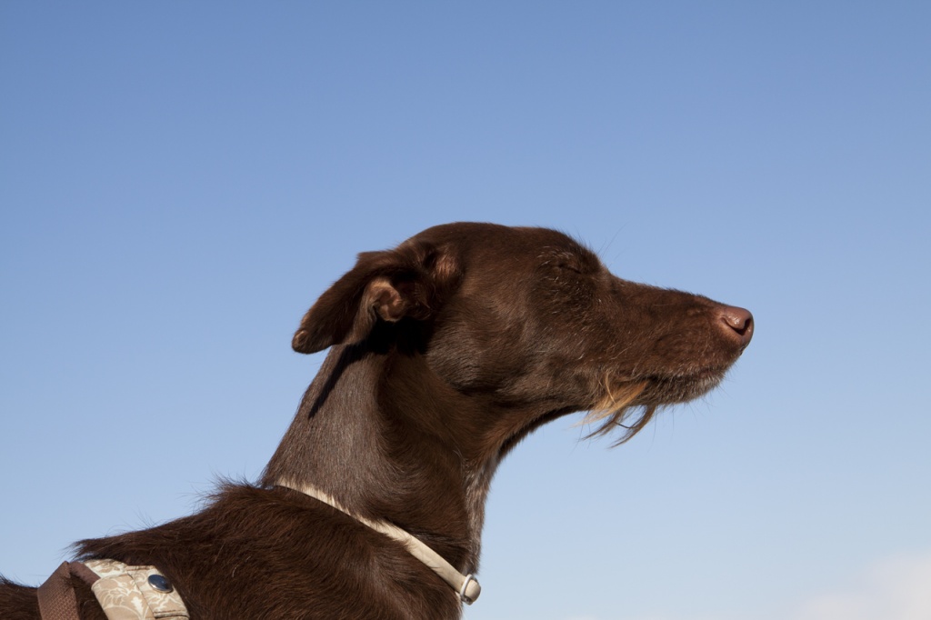 Dringen Flugpaten von Mallorca nach Frankfurt, Düsseldorf & andere Städte gesuch - Flugpaten - Hannover