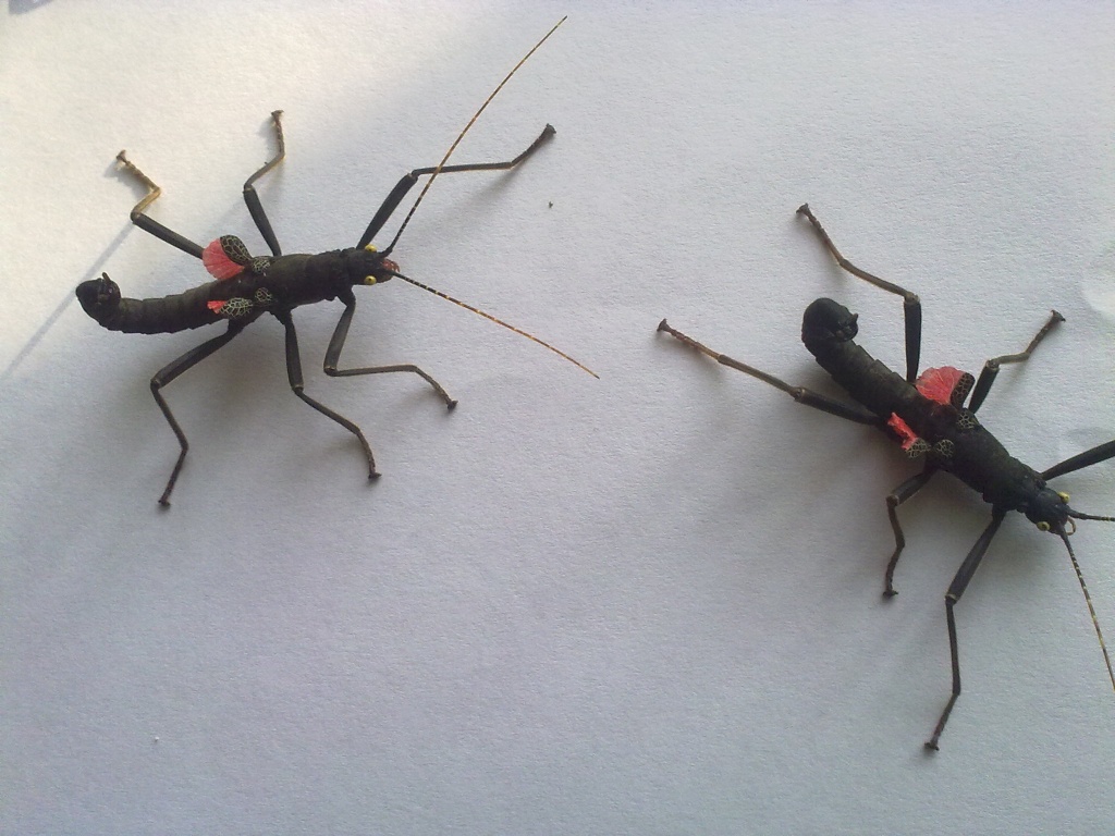 Samt Heuschrecken (Peruphasama Schultei) - Insekten - Jettingen Scheppach