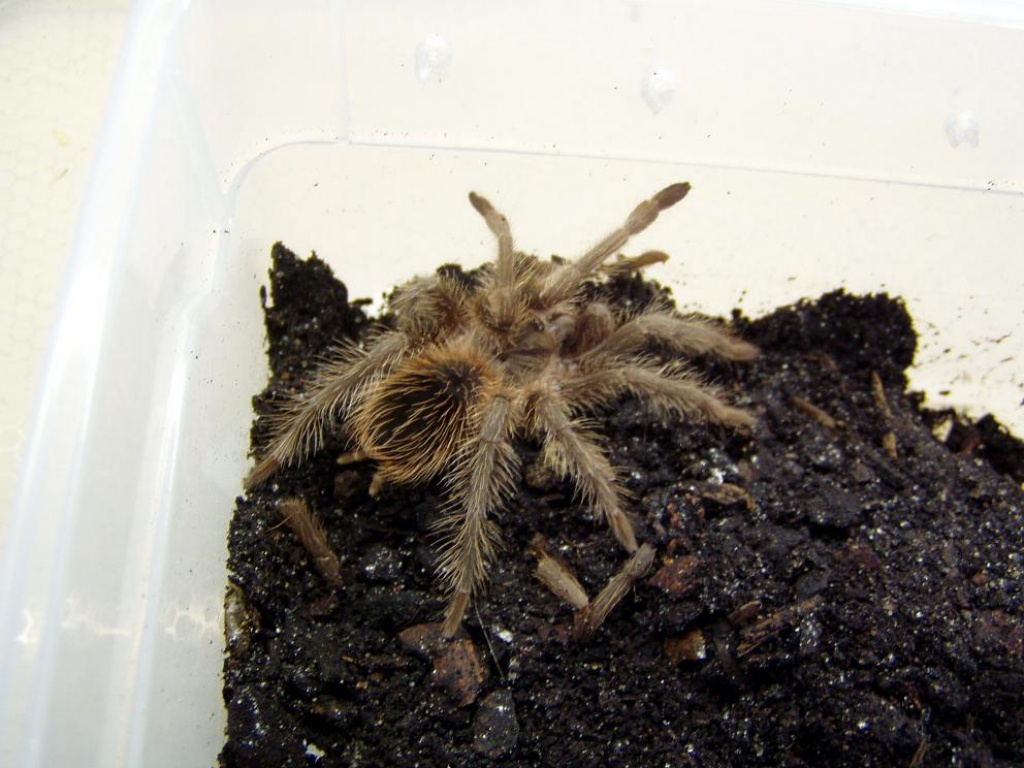 Lasiodora striatipes - Insekten - Füssen