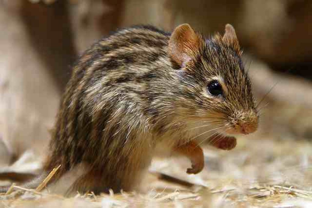 Verkaufe zeitweise Grasstreifenmäuse,Siammäuse,Satinmäuse und Farbmäuse - Nagetiere - Wingst