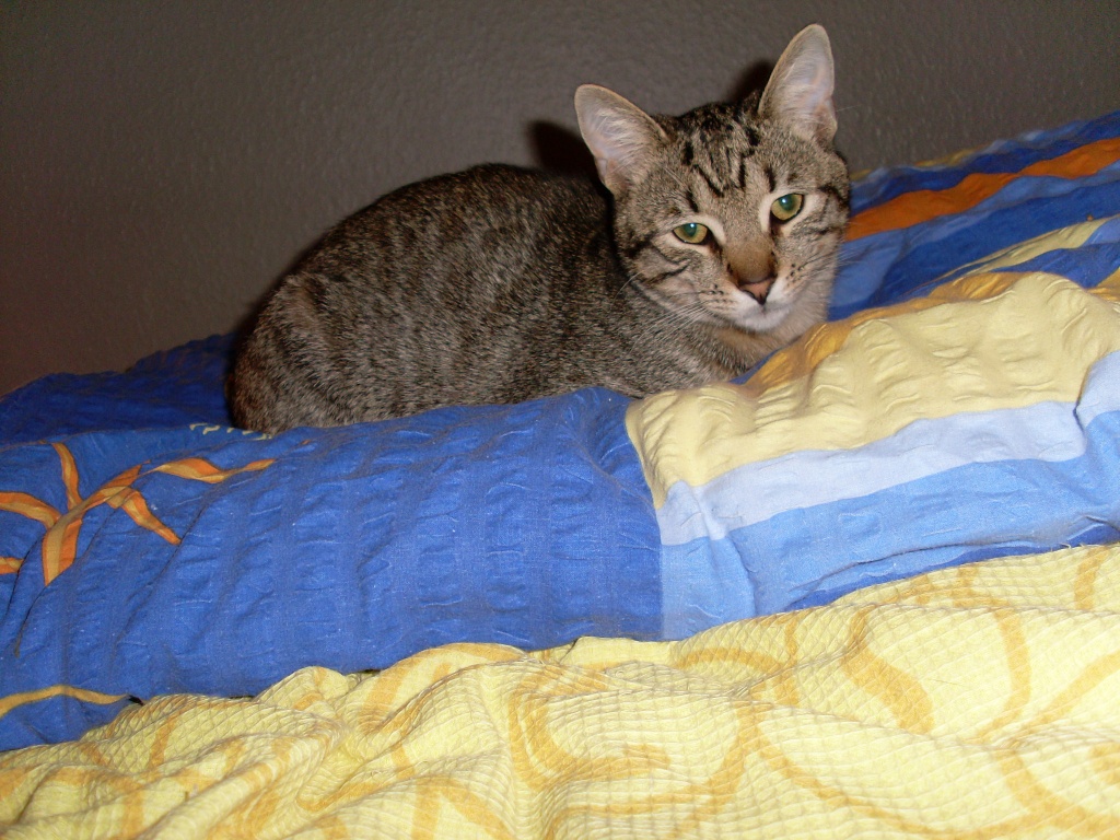 Suche Flugpate für meine Katze von Köln nach Porto/Lissabon - Flugpaten - Köln