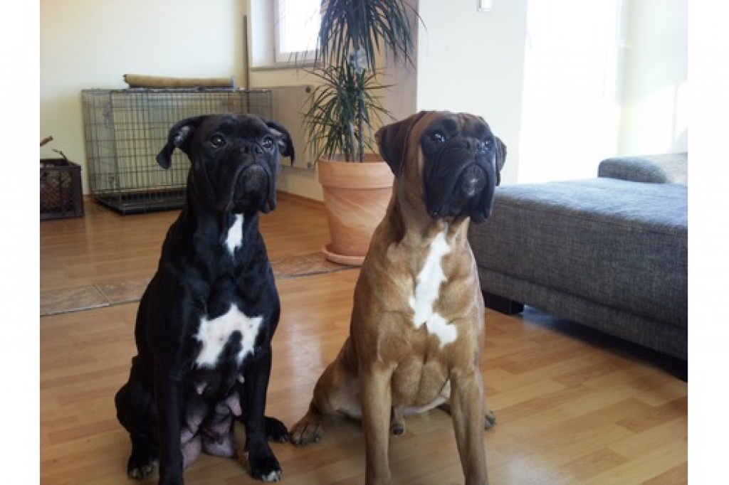 Boxerwelpen - Hunde - Bremerhaven