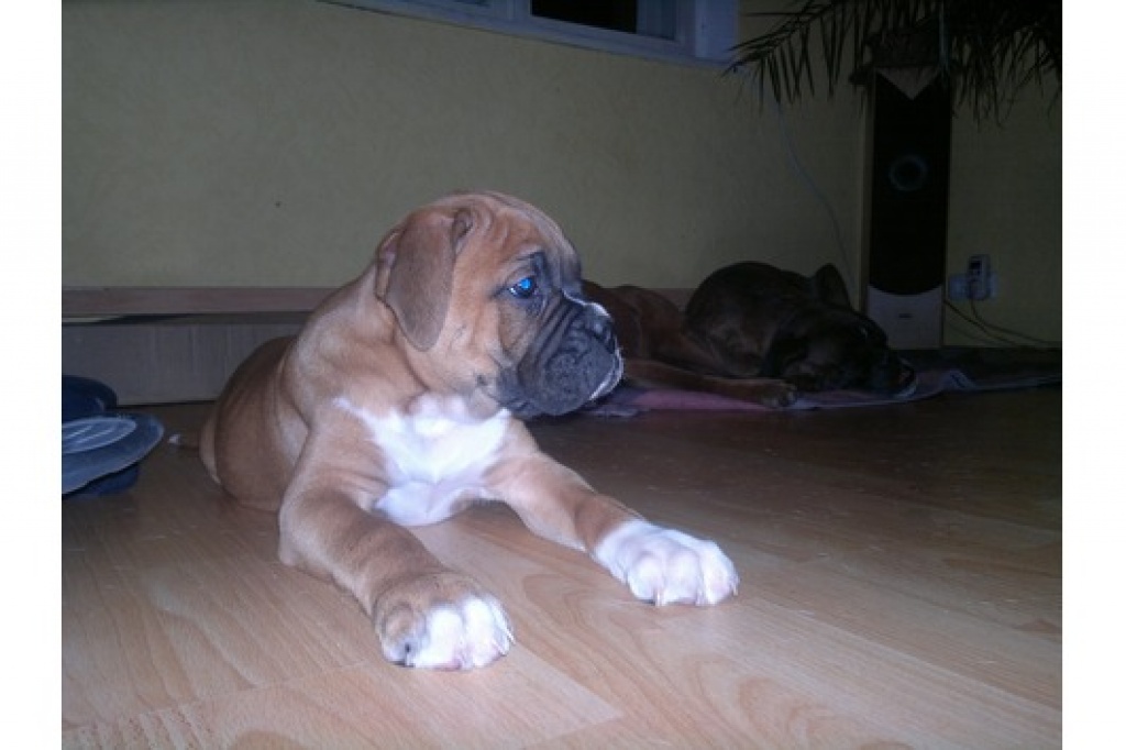 Boxerwelpen - Hunde - Mainz