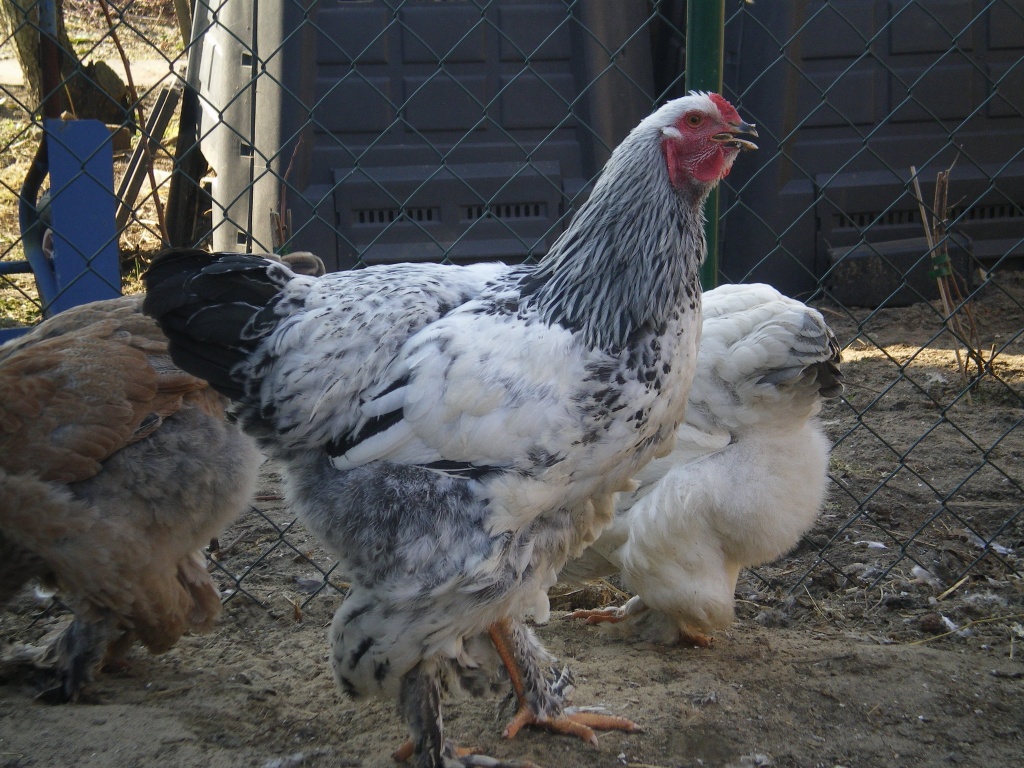Brahma Hähne 5 Mon alt abzugeben - Nutztiere - Berlin