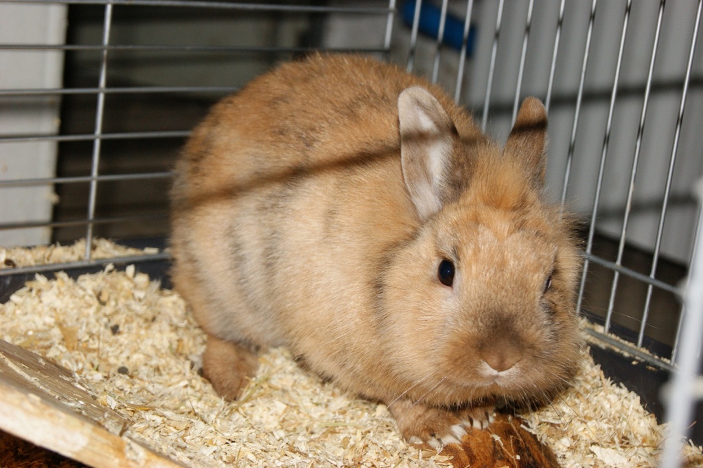 Hase sucht neues zu Hause - Nagetiere - Pohlheim