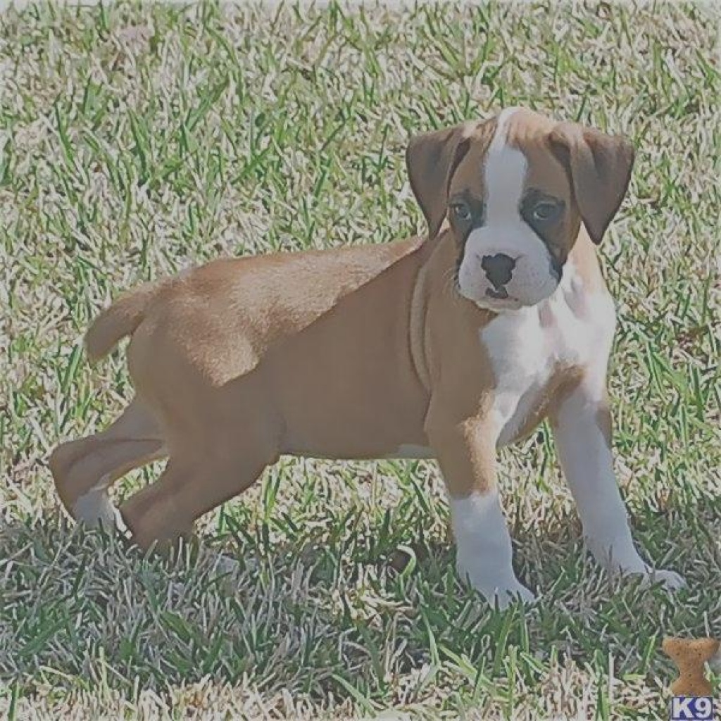 Süsse reinrassige Boxerwelpen - Hunde - Kassel