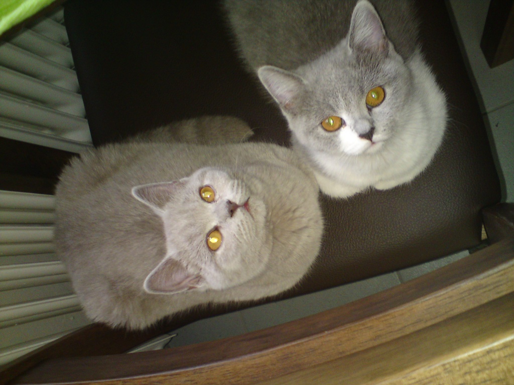 Abby und Tony suchen in neues zu Hause, BKH - Katzen - Braunschweig