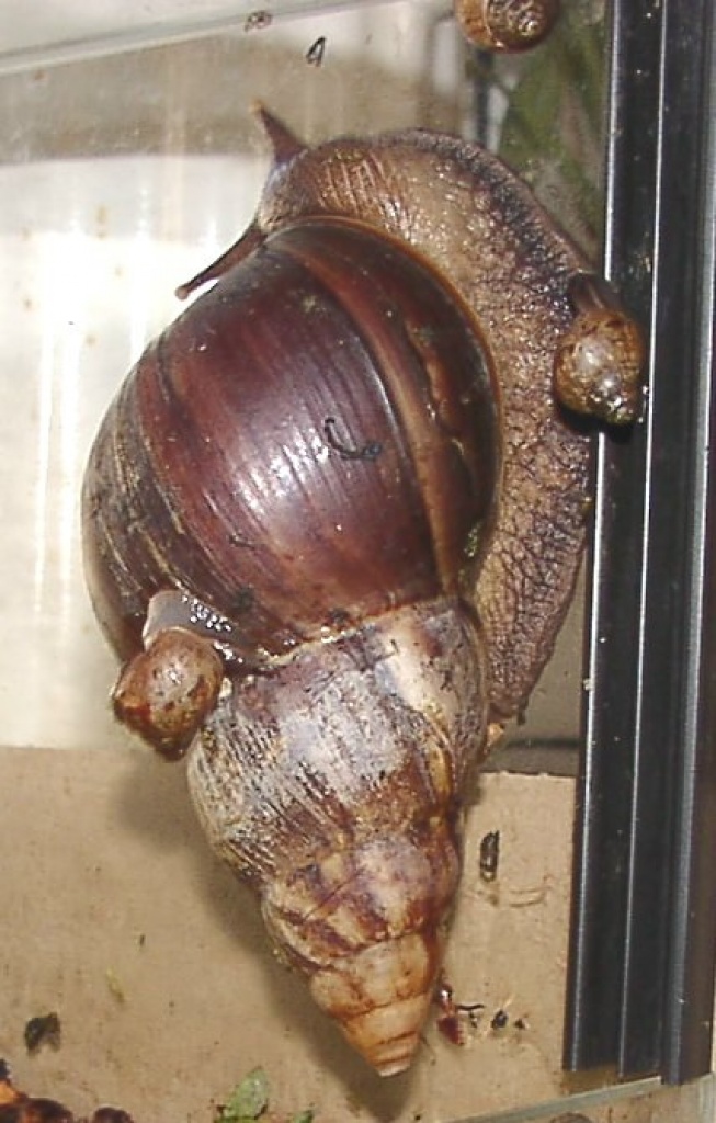Achatschnecken - Amphibien - Burgkunstadt