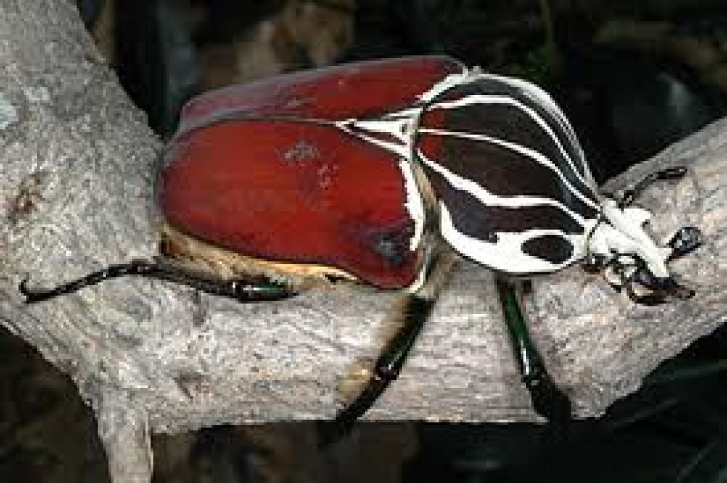 Käfer zu verkaufen - Insekten - Bayen
