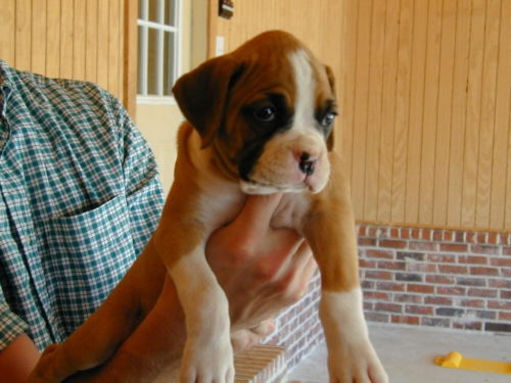 Boxer welpen - Hunde - Sonthofen