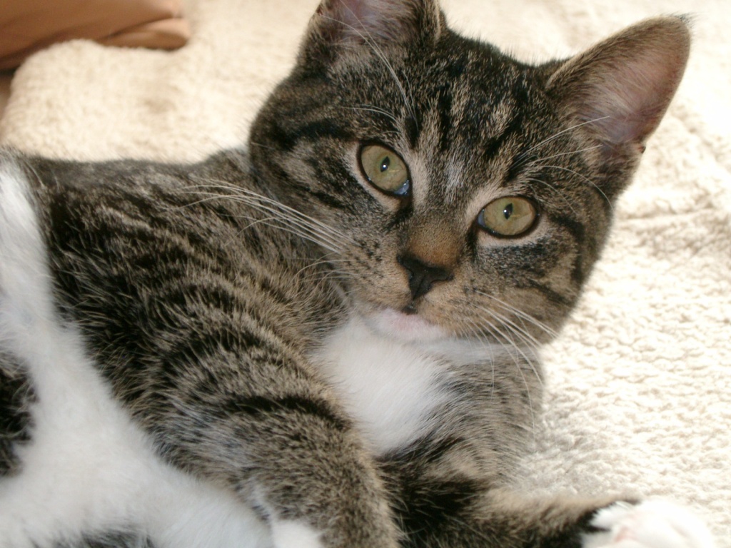 Uschi von Schmuseland - Katzen - Schwerte