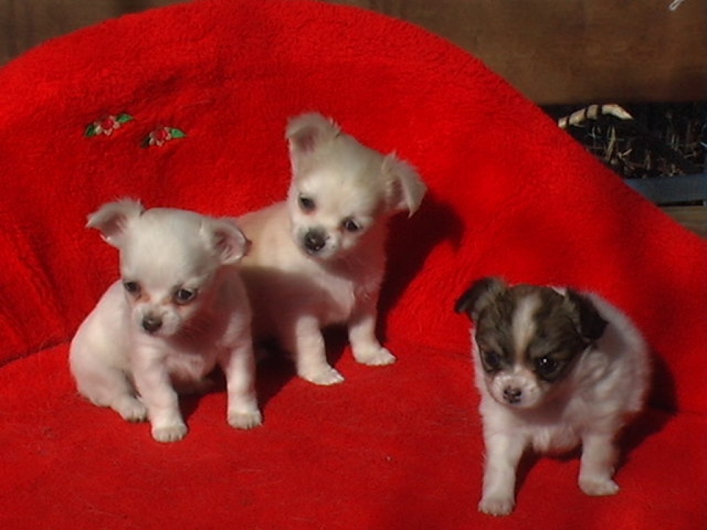 Rassetypische Chihuahua-Welpen Langhaar zu verkaufen - Hunde - Taucha