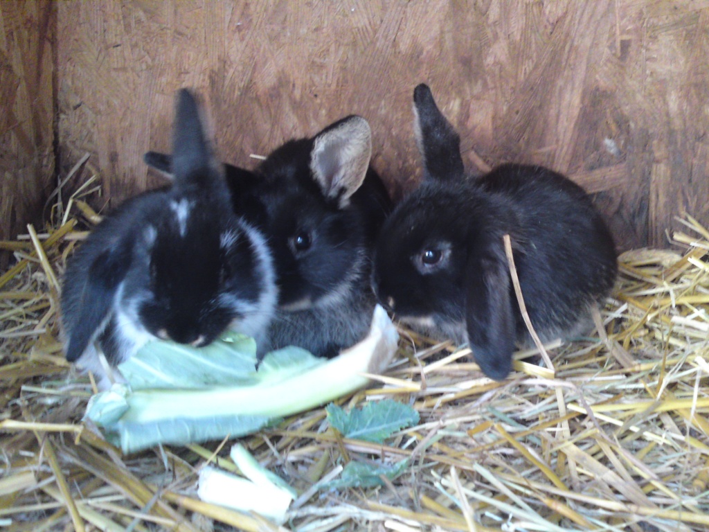 Junge Widderzwergkaninchen - Nagetiere - Berlin