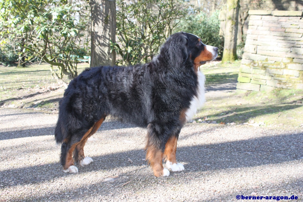 Aragon vom Burgholzer Wäldchen, Berner Sennenhund Deckrüde mit Papieren - Hunde - Solingen