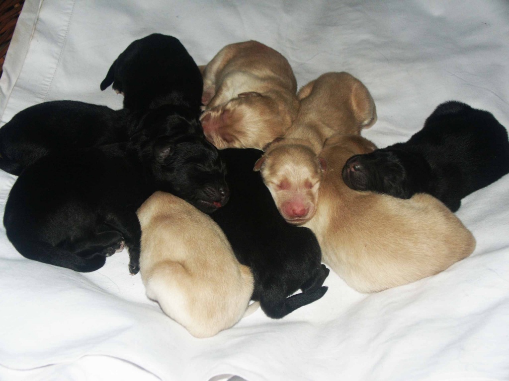 Hovawartwelpen (mit Papieren) - Hunde - Kirchohmfeld