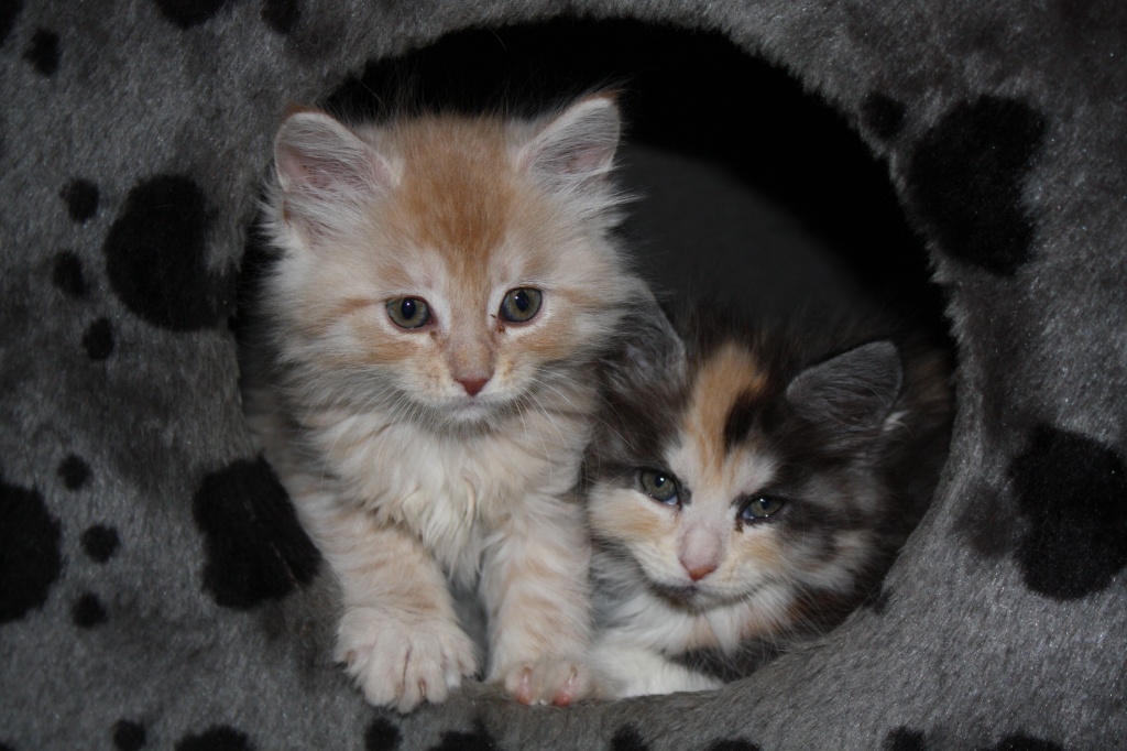 Neuen Dosenöffner gesucht - Katzen - Essen