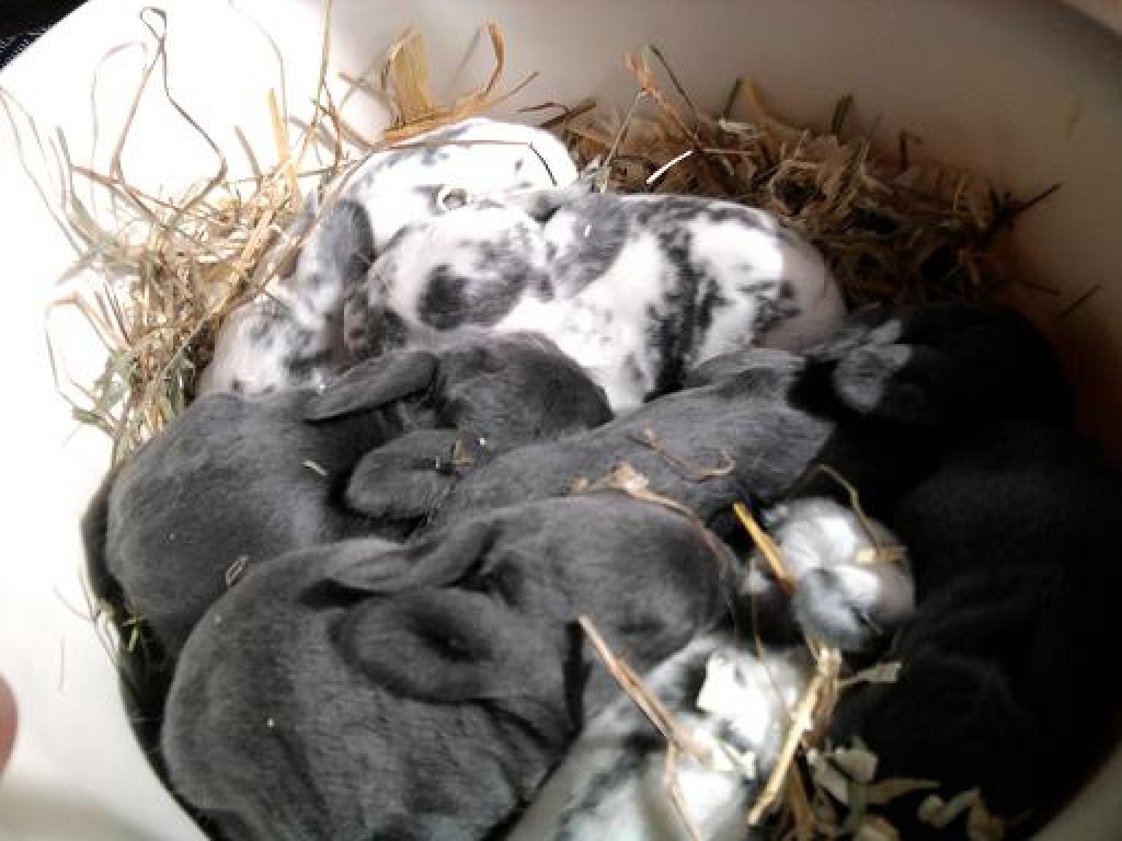 Rex zwergwidder mischlinge suchen mitte mai ein neues zuhause! - Nagetiere - Essen