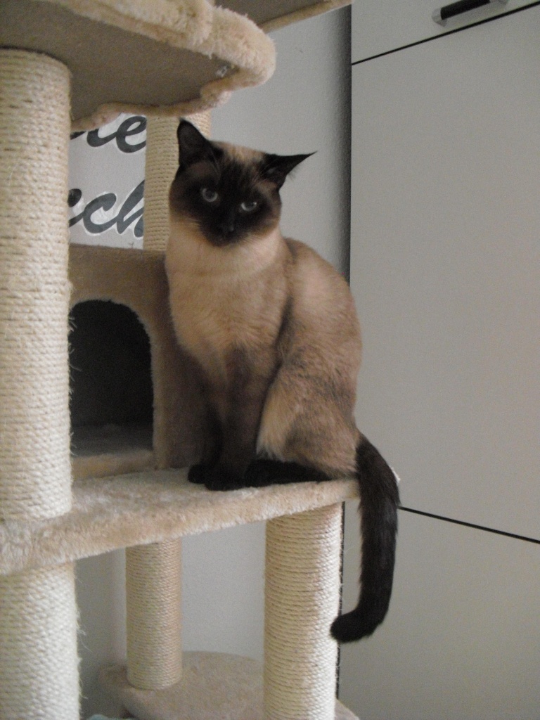 Thai / Siam seal - point Kater zum Decken - Katzen - Hannover