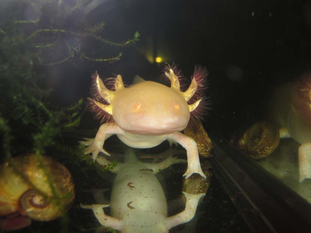 Axolotl, Wildtyp (braun) und Goldalbino - Amphibien - Düsseldorf