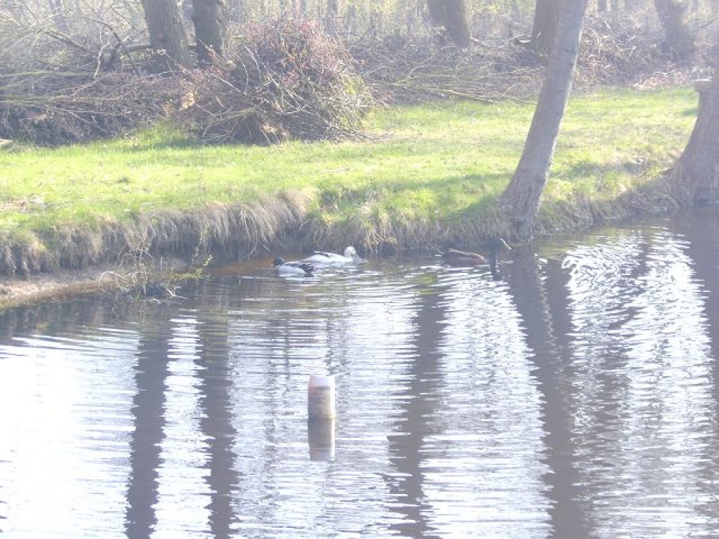 Biete Bruteier meiner Laufenten an - Voegel - Ganderkesee