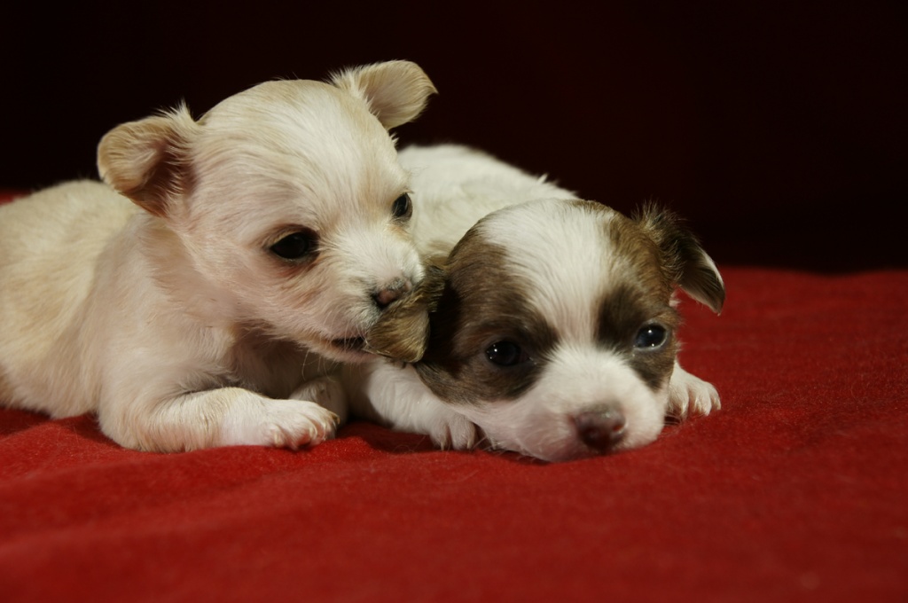 Chihuahua Welpen Langhaar - Hunde - Altenburg