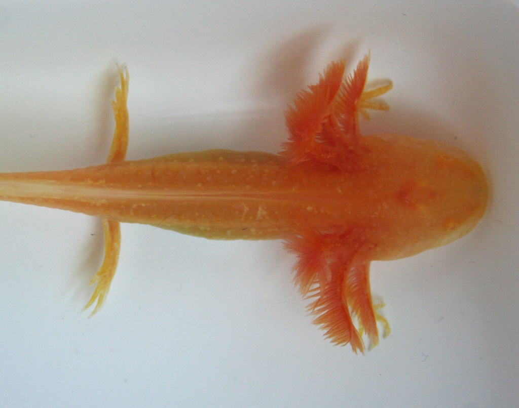 Axolotl abzugeben Goldalbino Reinzucht - Amphibien - Peine