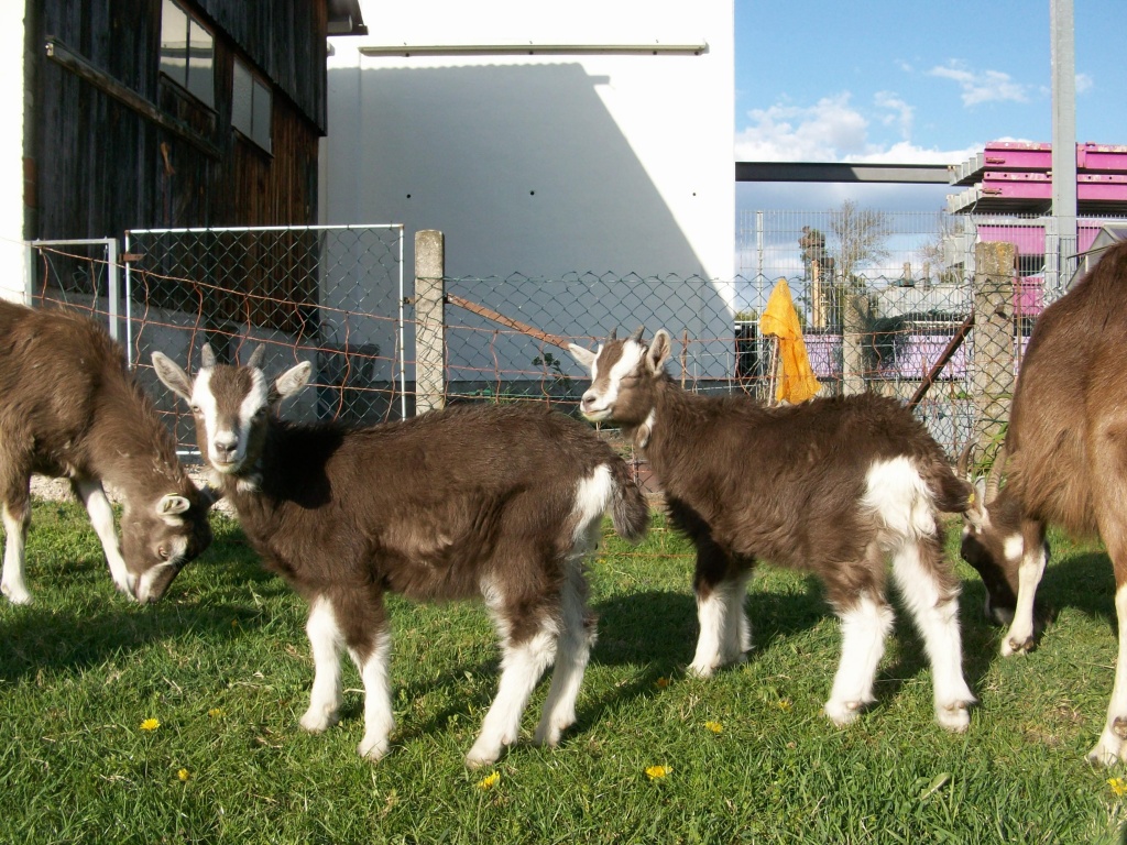 Wunderschöne, liebe Thüringerwaldziegen Böckchen  Cap & Capper - Nutztiere - Königsmoos