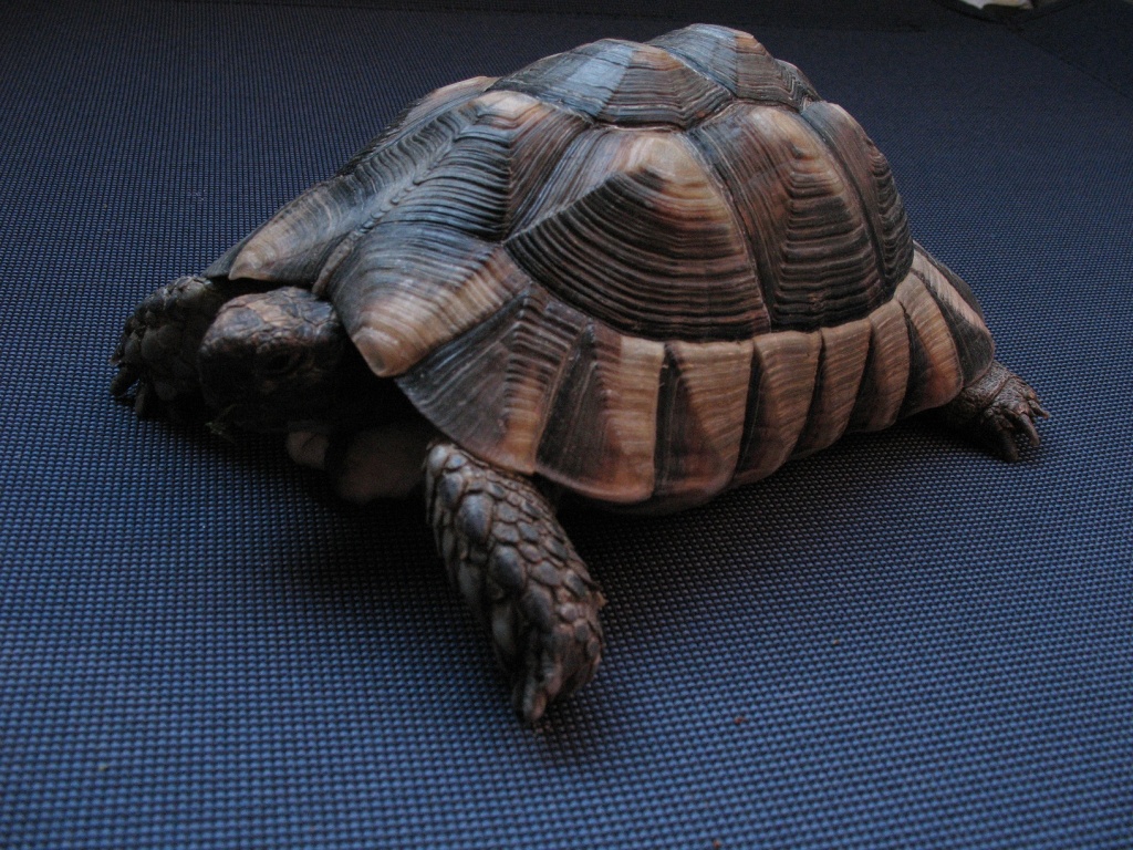 Europ. Breitrandschildkröte Testudo Marginata - Reptilien - Paderborn
