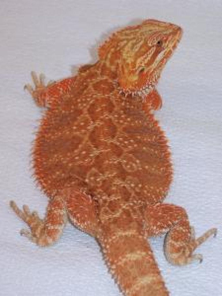 Red Cawley Bartagamen Zucht Pärchen DNZ 09 - Reptilien - Donauwörth