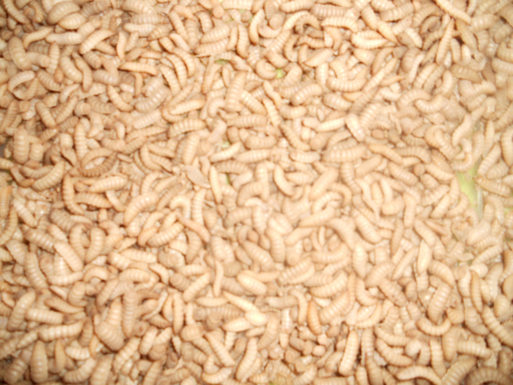 Soldatenfliegenmaden(Phönix Worms) - Futtertiere Allgemein - Tostedt