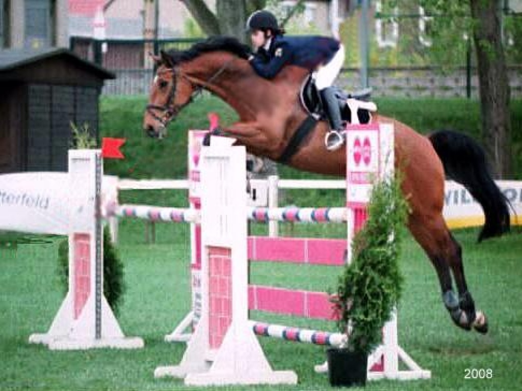 Braver Holsteiner Wallach  Contender x Lord - Pferde - Breisach am Rhein