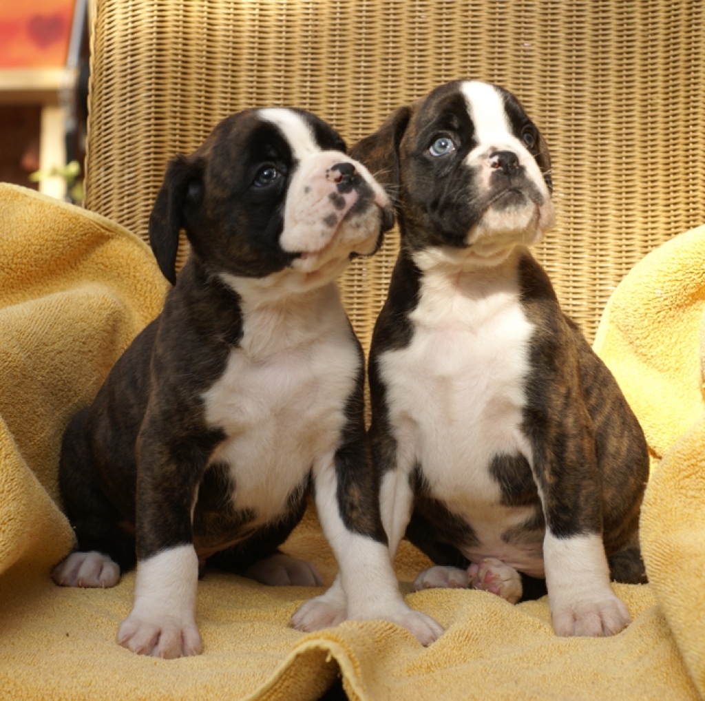 SÜSSE BOXERWELPEN - Hunde - Braunschweig