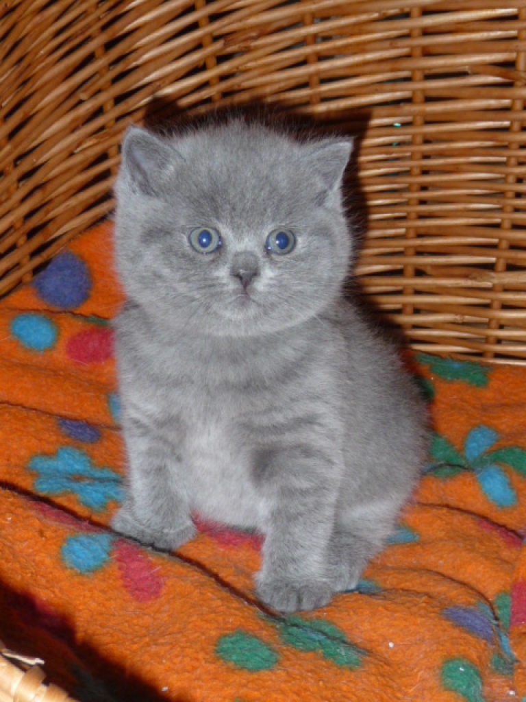 Traumhaftes BKH..blue Bärchen - Katzen - Hennef Sieg