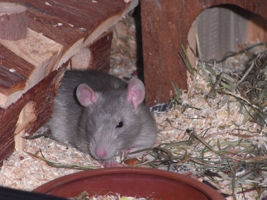 Junge Ratten - Futtertiere Allgemein - Halstenbek
