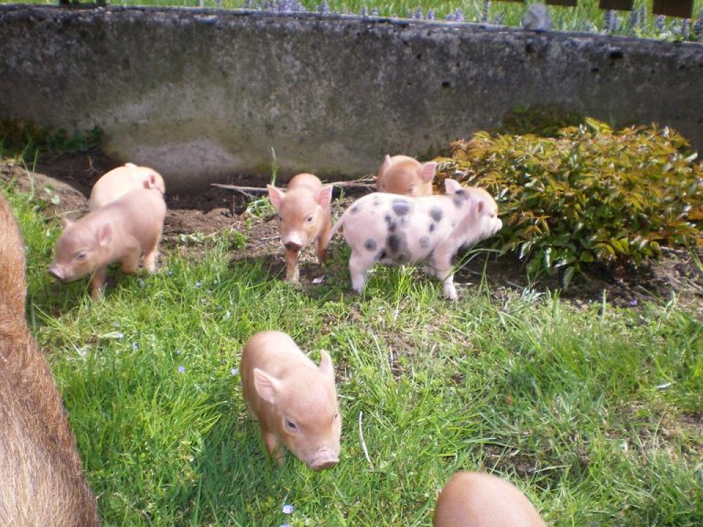 Minischweinchen, Microschweinchen, Minipig sehr klein bleibend - Nutztiere - Kirchbichl