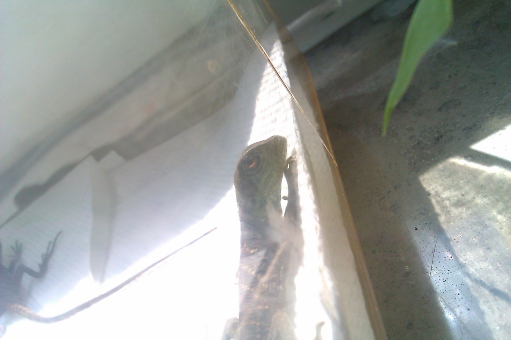 Grüne Wasseragamen Babys - Reptilien - Waiblingen