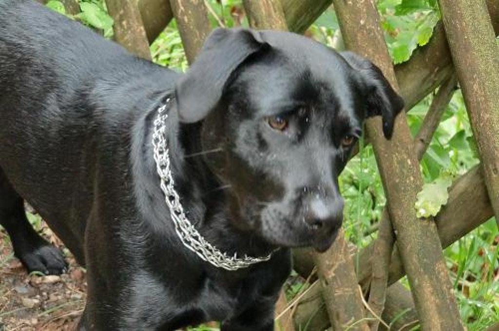 VERMISST - Wir suchen verzweifelt unsere schwarze Labrador-Mix-Hündin - Entlaufen Zugelaufen - Leipzig