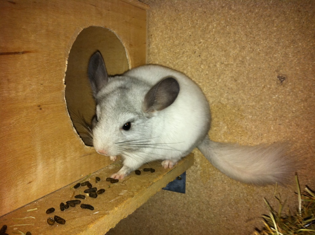 Chinchillajungtiere abzugeben - Nagetiere - Sendenhorst