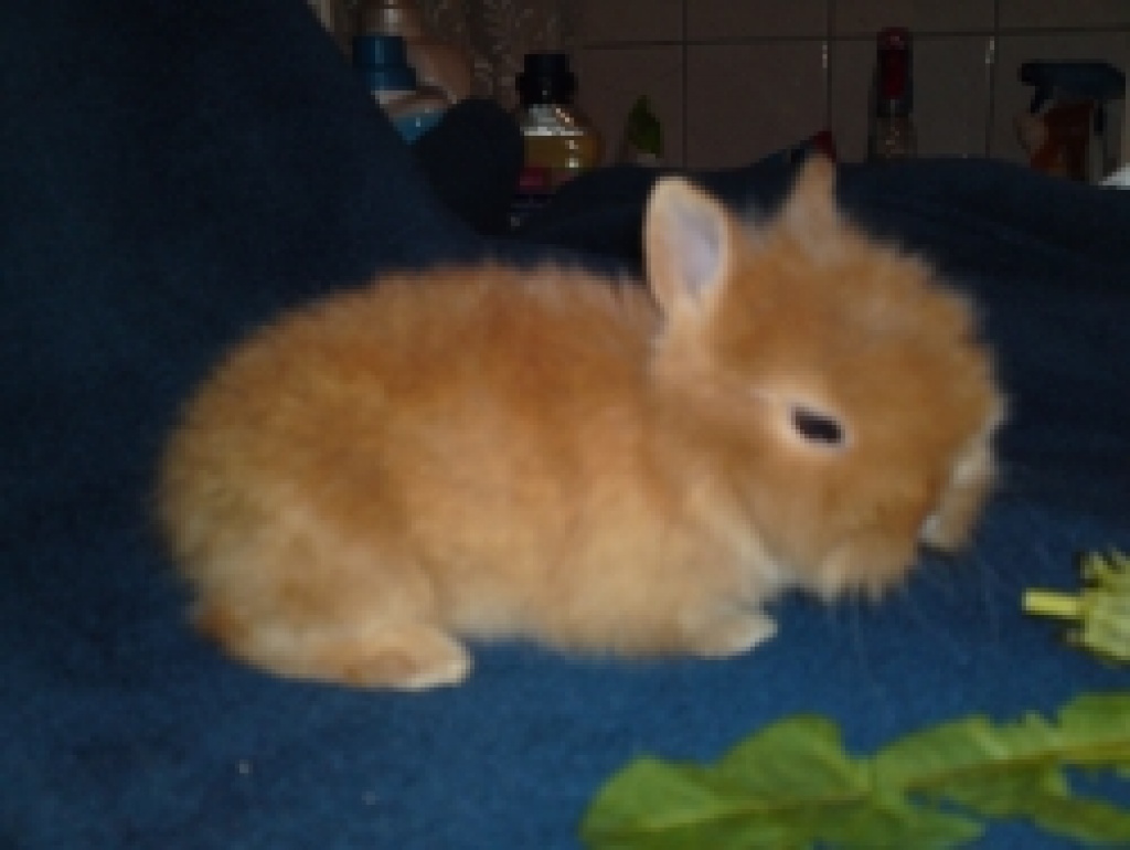 Mini-Löwenzwerge abzugeben! - Nagetiere - Gützkow