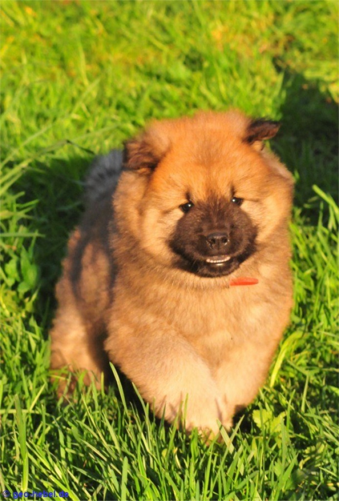 Eurasierwelpen von der Veitsburg - Pro Eurasier e.V. - Hunde - Ravensburg